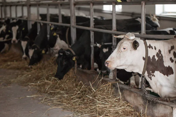 Cows in a farm. Dairy cows. fresh hay in front of milk cows during work. Modern farm cowshed with milking cows eating hay