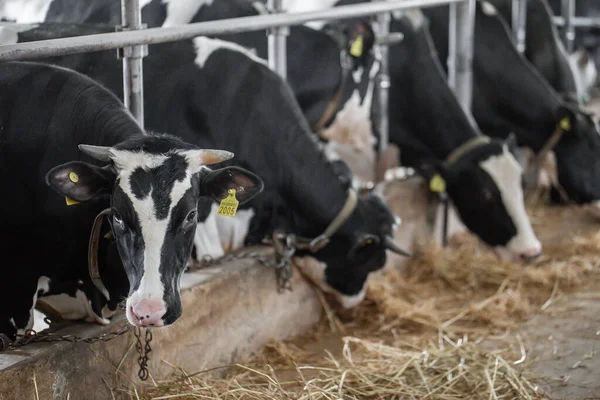 Cows in a farm. Dairy cows. fresh hay in front of milk cows during work. Modern farm cowshed with milking cows eating hay