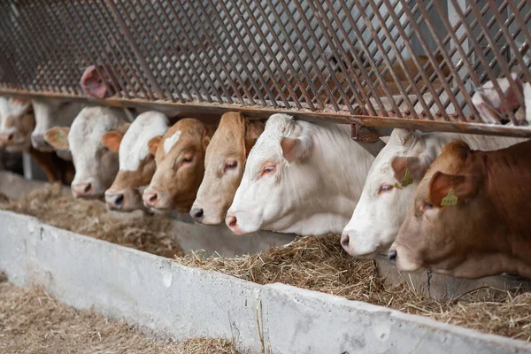 Cows in a farm. Dairy cows. fresh hay in front of milk cows during work. Modern farm cowshed with milking cows eating hay