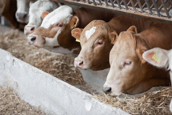 Cows in a farm. Dairy cows. fresh hay in front of milk cows during work. Modern farm cowshed with milking cows eating hay