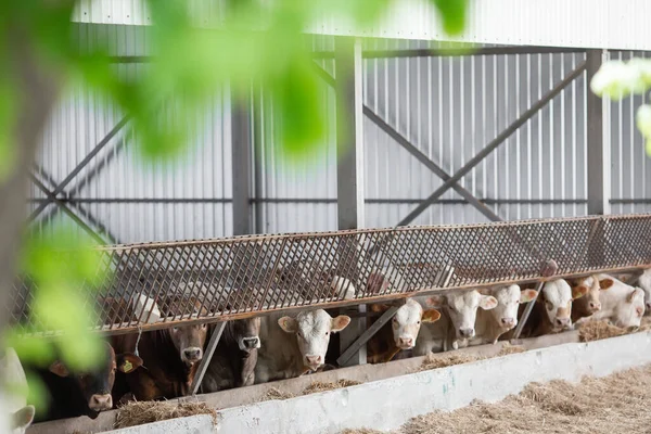 Cows in a farm. Dairy cows. fresh hay in front of milk cows during work. Modern farm cowshed with milking cows eating hay