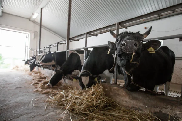 Cows in a farm. Dairy cows. fresh hay in front of milk cows during work. Modern farm cowshed with milking cows eating hay