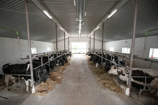 Cows in a farm. Dairy cows. fresh hay in front of milk cows during work. Modern farm cowshed with milking cows eating hay