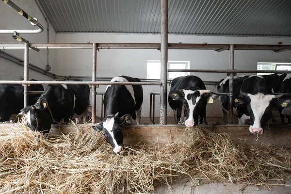 Cows in a farm. Dairy cows. fresh hay in front of milk cows during work. Modern farm cowshed with milking cows eating hay