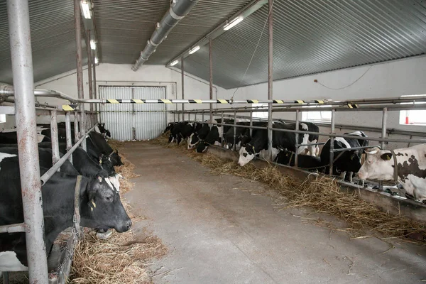 Cows in a farm. Dairy cows. fresh hay in front of milk cows during work. Modern farm cowshed with milking cows eating hay