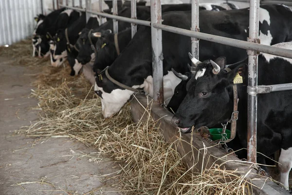 Cows in a farm. Dairy cows. fresh hay in front of milk cows during work. Modern farm cowshed with milking cows eating hay