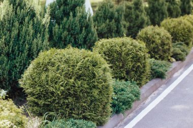 Evin yakınındaki güzel ağaçların ve çalıların süslediği bahçe tasarımı..