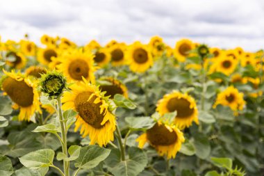 Gökyüzüne karşı sarı ayçiçekleri olan tarımsal alan bulutlu. Altın gün batımı.