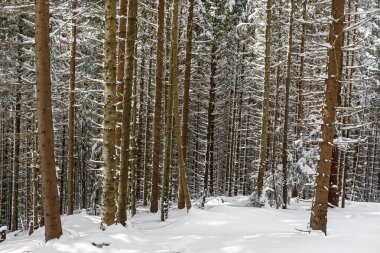 Güzel kış manzarası ladin karı güneşli havayı kapladı