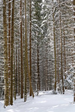 Güzel kış manzarası ladin karı güneşli havayı kapladı
