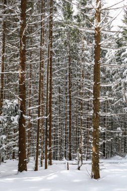 Güzel kış manzarası ladin karı güneşli havayı kapladı