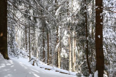 Güzel kış manzarası ladin karı güneşli havayı kapladı