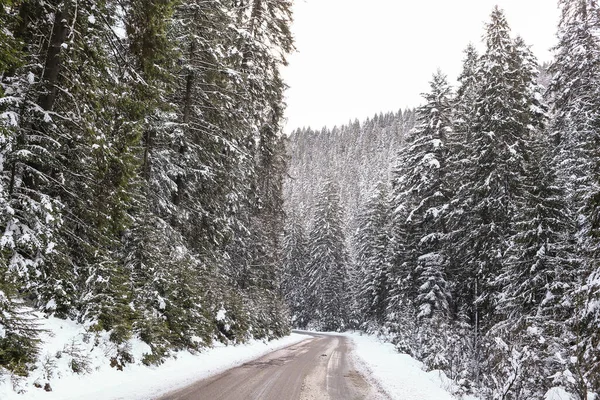 beautiful winter landscape spruce snow covered sunny weather