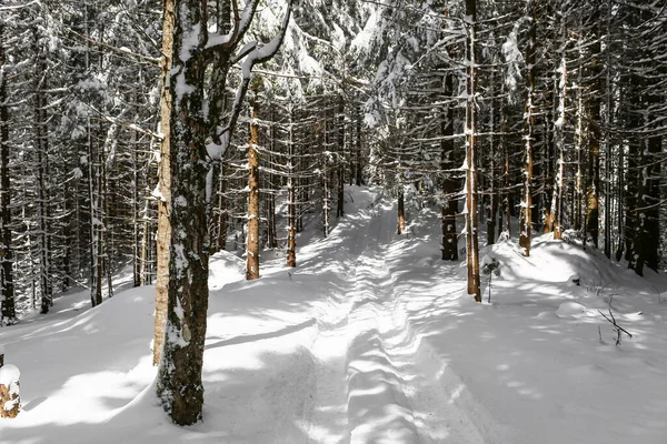 Прекрасный Зимний Пейзаж Ель Снег Покрыл Солнечную Погоду — стоковое фото
