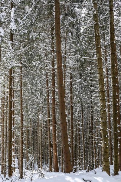 Güzel Kış Manzarası Ladin Karı Güneşli Havayı Kapladı — Stok fotoğraf
