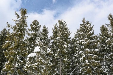 Güzel kış manzarası ladin karı güneşli havayı kapladı