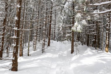Güzel kış manzarası ladin karı güneşli havayı kapladı