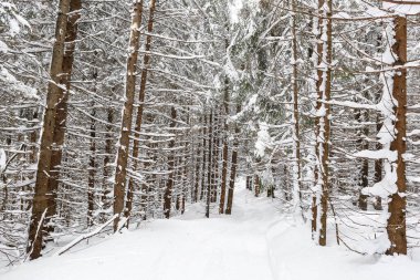 Güzel kış manzarası ladin karı güneşli havayı kapladı