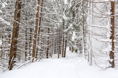 Güzel kış manzarası ladin karı güneşli havayı kapladı