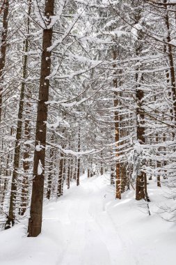 Güzel kış manzarası ladin karı güneşli havayı kapladı