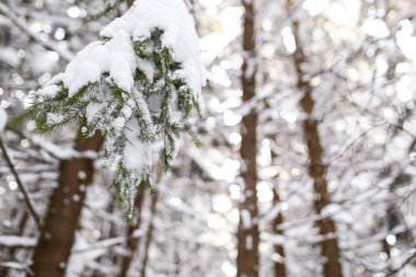 Güzel kış manzarası ladin karı güneşli havayı kapladı