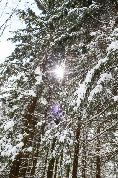 Güzel Kış Manzarası Ladin Karı Güneşli Havayı Kapladı — Stok fotoğraf