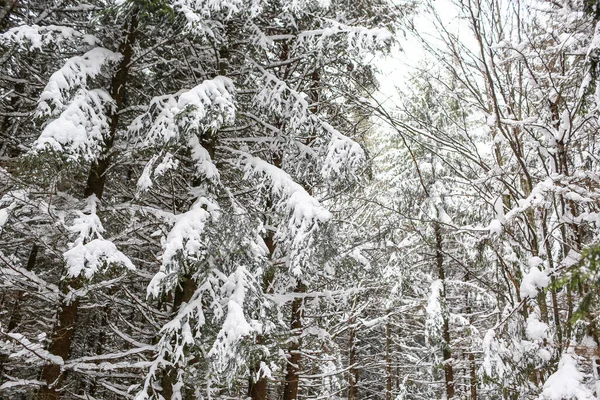 Beau Paysage Hiver Épinette Enneigée Temps Ensoleillé — Photo