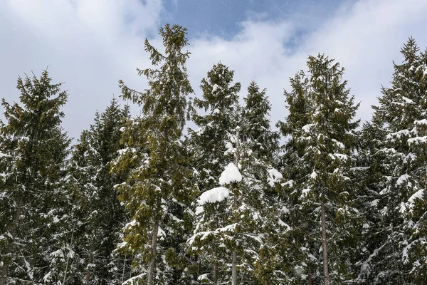 beautiful winter landscape spruce snow covered sunny weather