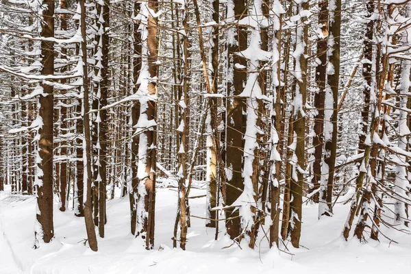 Прекрасный Зимний Пейзаж Ель Снег Покрыл Солнечную Погоду — стоковое фото