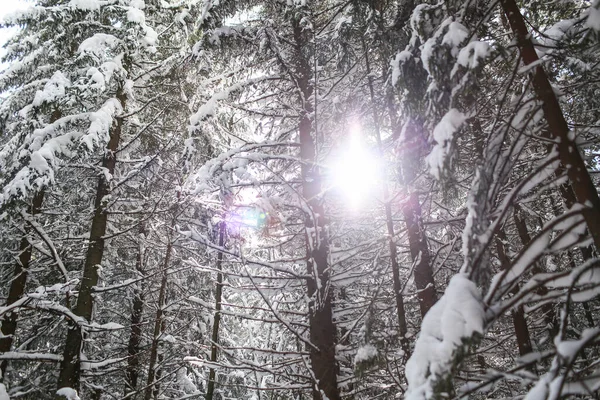 beautiful winter landscape spruce snow covered sunny weather