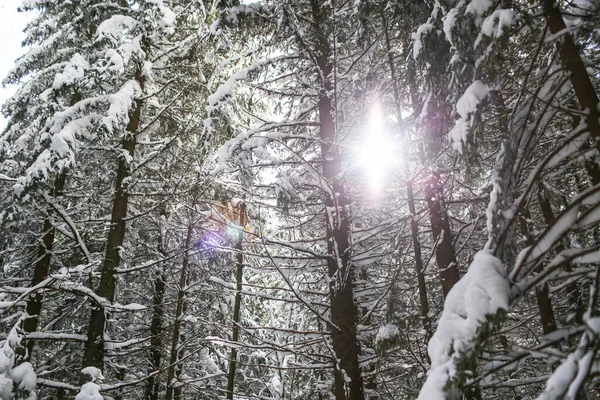 Beau Paysage Hiver Épinette Enneigée Temps Ensoleillé — Photo