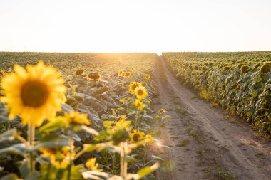 Sunflower field yellow summer close up