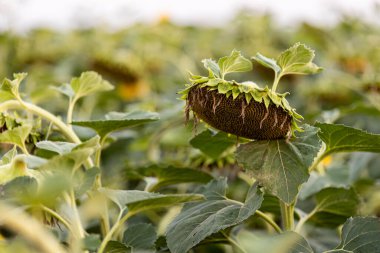 Sunflower field yellow summer close up