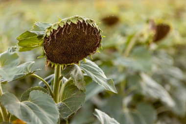 Sunflower field yellow summer close up
