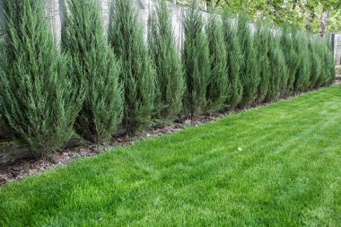 Çimen desenli taş kaldırım. Çamurlu kaldırım arka planının en üst görüntüsü. Eski kaldırım taşları sokağının soyut arkaplanı