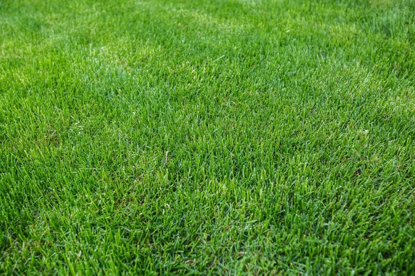 Mowing lawns, Lawn mower on green grass, mower grass equipment, mowing gardener care work tool, close up view, sunny day. Soft lighting