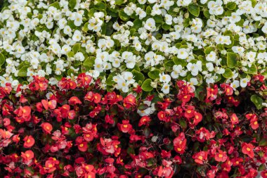 Tuğla bir duvarın arka planında çiçek tarhında yemyeşil şakayıklar. Bahçe düzenleme. Ebedi çiçekli bitkiler.