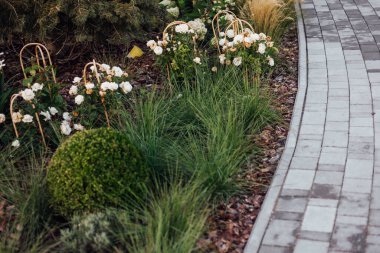 Tuğla bir duvarın arka planında çiçek tarhında yemyeşil şakayıklar. Bahçe düzenleme. Ebedi çiçekli bitkiler.