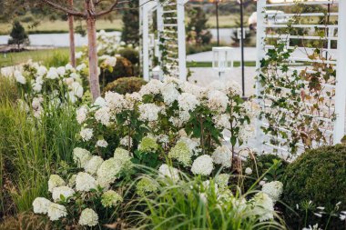 Tuğla bir duvarın arka planında çiçek tarhında yemyeşil şakayıklar. Bahçe düzenleme. Ebedi çiçekli bitkiler.