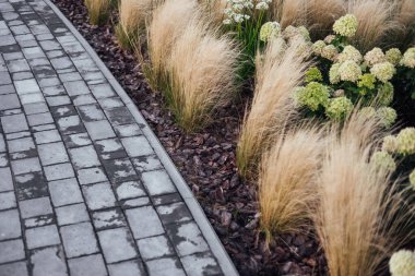 Tuğla bir duvarın arka planında çiçek tarhında yemyeşil şakayıklar. Bahçe düzenleme. Ebedi çiçekli bitkiler.