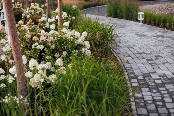 Tuğla bir duvarın arka planında çiçek tarhında yemyeşil şakayıklar. Bahçe düzenleme. Ebedi çiçekli bitkiler.