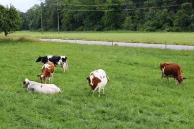 A herd of cows grazes on the lawn near the road and forest plantation