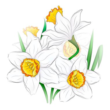 Beautiful vector illustration of blooming daffodil buds. Narcissus flowers. Botanical illustration