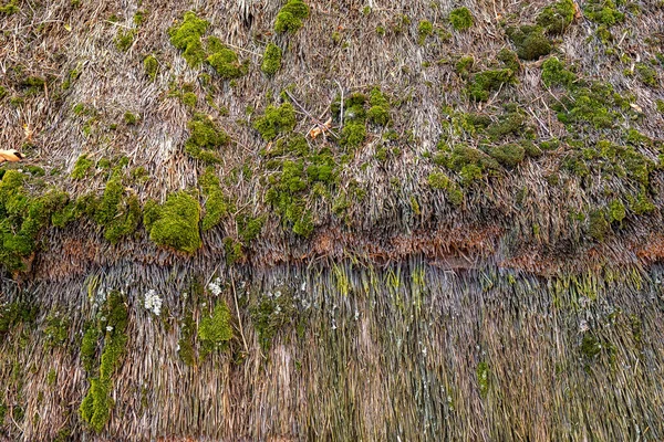 Yosun Yosunla Kaplı Eski Paketlenmiş Samanların Arkaplanı — Stok fotoğraf