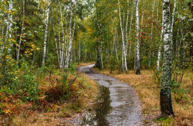 Birch Grove yağmurdan sonra. Yoldaki su birikintileri parlıyor.