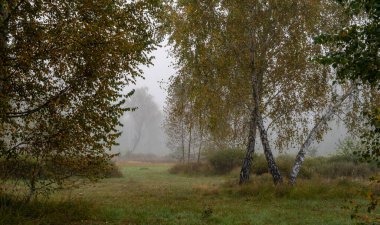 Ormanda sisli bir sabah. Hava nemli. Uzak ağaçlar sisle kaplı..