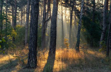 Ormanda güneşli bir sabah. Sonbaharın başlangıcı. Güneş ışığı ağaçların dallarında oynuyor. Hava güzel..