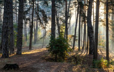 Ormanda güneşli bir sabah. Sonbaharın başlangıcı. Güneş ışığı ağaçların dallarında oynuyor. Hava güzel..
