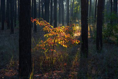 Ormanda güneşli bir sabah. Sonbaharın başlangıcı. Güneş ışığı ağaçların dallarında oynuyor. Hava güzel..