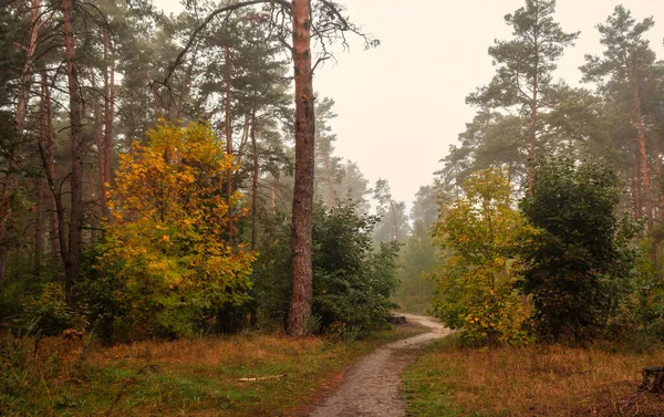 Mistige Ochtend Het Bos Het Weer Verre Bomen Zijn Bedekt — Stockfoto